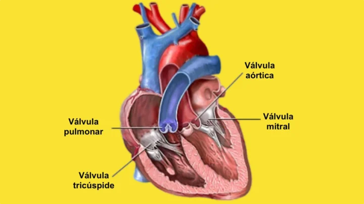 La technologie d'Apple peut désormais détecter les souffles cardiaques avec 95 % de précision 3 1731707446 226 La technologie dApple peut desormais detecter les souffles cardiaques avec.webp