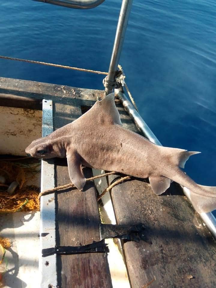 En Albanie, découverte du premier "poisson porcupine" blanc : un requin abyssal rare en danger d'extinction 3 Un requin porcin capturé accidentellement. Credit: wikipedia