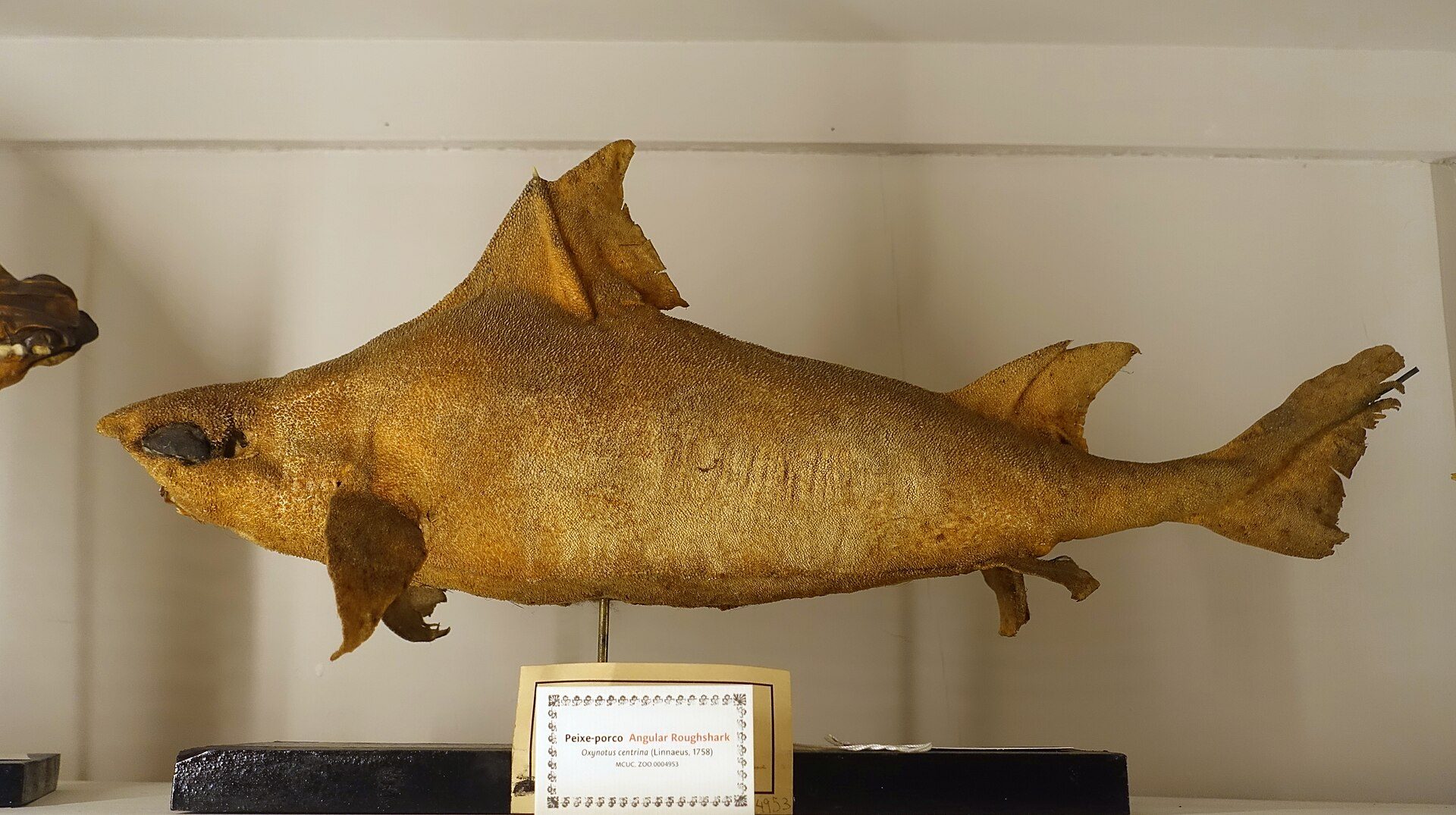 En Albanie, découverte du premier "poisson porcupine" blanc : un requin abyssal rare en danger d'extinction 4 Requin porcin. Credit: wikipedia