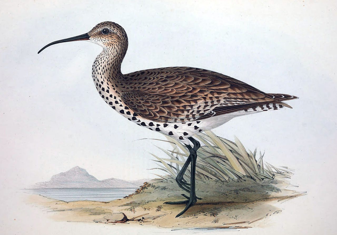 Adieu au chiurlottello, le premier oiseau éteint d'Europe, d'Afrique et d'Asie : la responsabilité nous incombe entièrement 3 Une illustration du chiurlottello. Crédit : Wikipedia