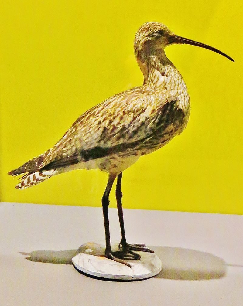 Adieu au chiurlottello, le premier oiseau éteint d'Europe, d'Afrique et d'Asie : la responsabilité nous incombe entièrement 4 Crédit : Wikipedia
