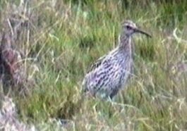 Un chiurlottello. Screenshot Rarer British Birds