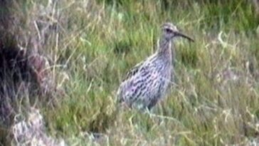 Un chiurlottello. Screenshot Rarer British Birds