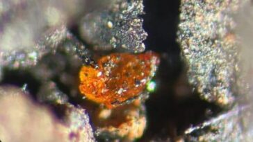 Ambre découvert en Antarctique pour la première fois : des forêts marécageuses comme en Nouvelle-Zélande 9 L'ambre découverte en Antarctique. Crédit : Alfred Wegener Institute / V. Schumacher