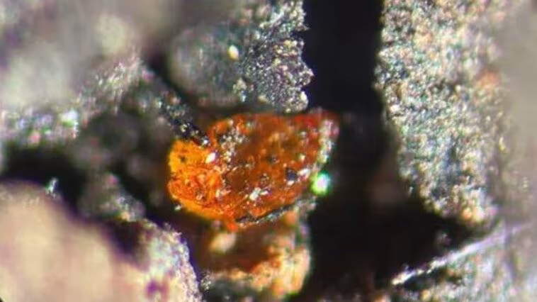 Ambre découvert en Antarctique pour la première fois : des forêts marécageuses comme en Nouvelle-Zélande 1 L'ambre découverte en Antarctique. Crédit : Alfred Wegener Institute / V. Schumacher