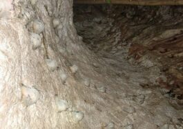 Boisson à base de nids d'oiseaux : une alliée efficace contre l'hypertension et l'inflammation, selon une étude 26 I nidi naturali in una grotta. Credit: Wikipedia