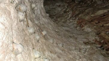I nidi naturali in una grotta. Credit: Wikipedia