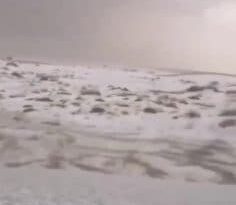 De la neige dans le désert saoudien : les vidéos des dunes et des chameaux font le buzz 4 De La Neige Dans Le Désert Saoudien : Les Vidéos
