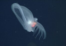 MBARI | Une photo du mollusque mystérieux (Bathydevius caudactylus)