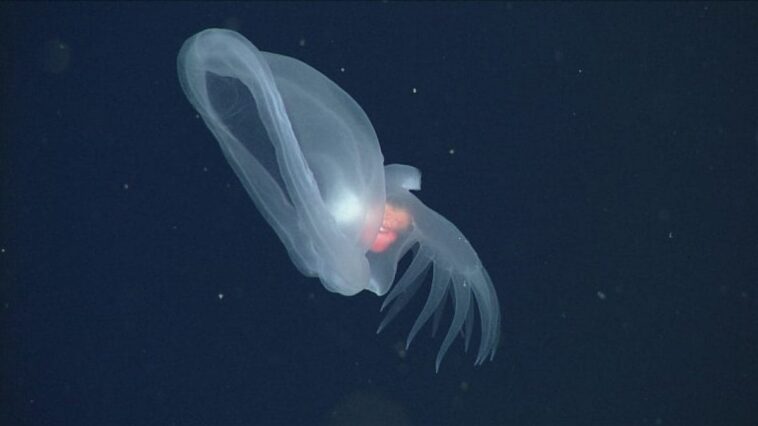 Découverte d'un mollusque mystérieux dans les profondeurs de l'océan : il brille dans l'obscurité 1 MBARI | Une photo du mollusque mystérieux (Bathydevius caudactylus)