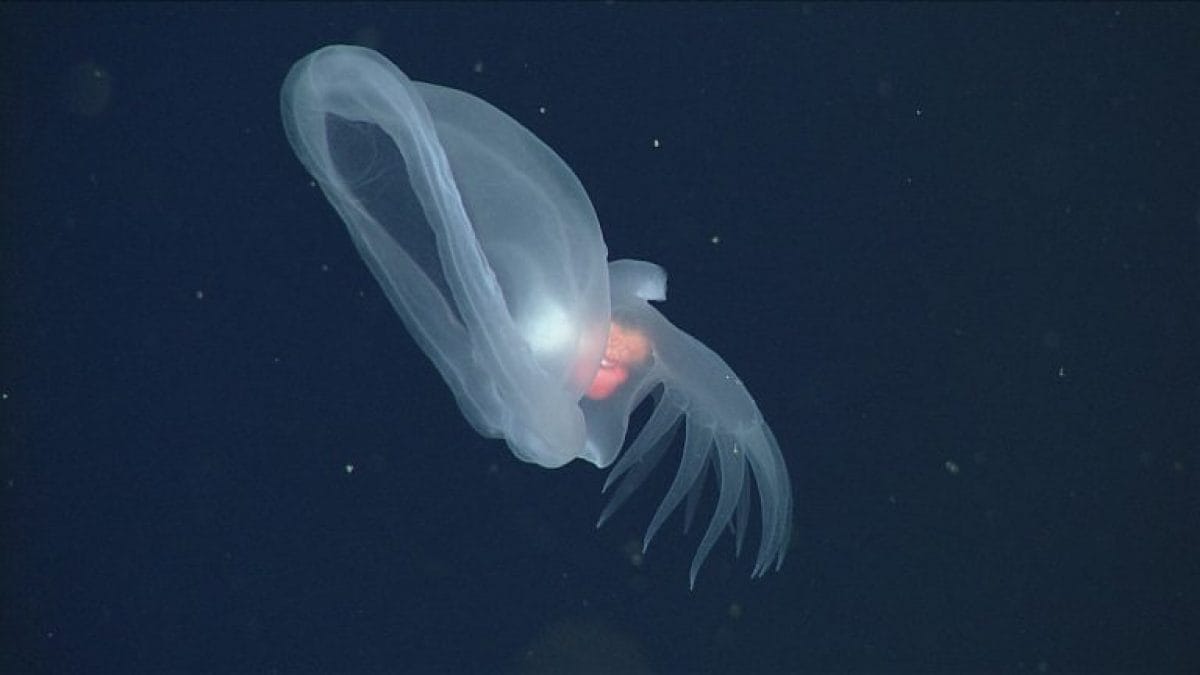 Découverte d'un mollusque mystérieux dans les profondeurs de l'océan : il brille dans l'obscurité 2 MBARI | Une photo du mollusque mystérieux (Bathydevius caudactylus)