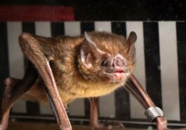 Des chauves-souris vampires en plein entraînement sur tapis roulant : le mystère de leur métabolisme étonnant enfin élucidé 81 Un des pipistrels vampires soumis à l'épreuve par les chercheurs, qui ont étudié leur course pour découvrir ce qui alimente leur métabolisme / Photo Crédit Université de Toronto