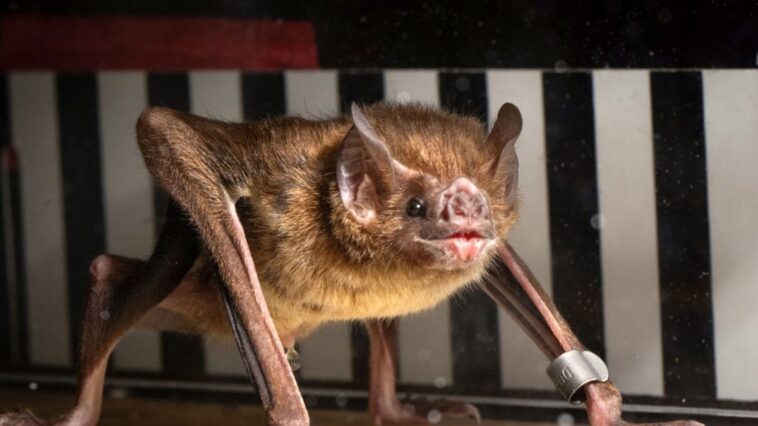 Des chauves-souris vampires en plein entraînement sur tapis roulant : le mystère de leur métabolisme étonnant enfin élucidé 1 Un des pipistrels vampires soumis à l'épreuve par les chercheurs, qui ont étudié leur course pour découvrir ce qui alimente leur métabolisme / Photo Crédit Université de Toronto