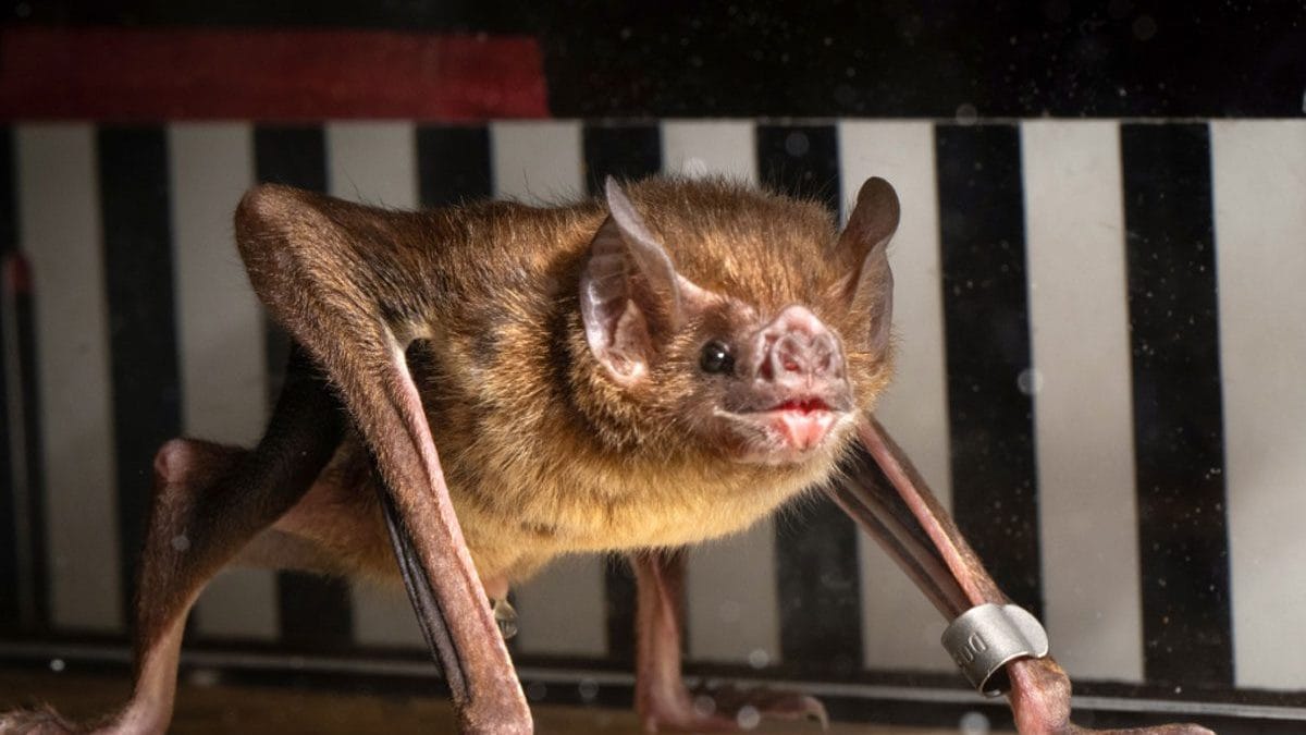Des chauves-souris vampires en plein entraînement sur tapis roulant : le mystère de leur métabolisme étonnant enfin élucidé 2 Un des pipistrels vampires soumis à l'épreuve par les chercheurs, qui ont étudié leur course pour découvrir ce qui alimente leur métabolisme / Photo Crédit Université de Toronto