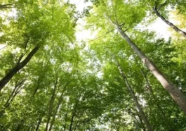 Cientistas descobrem duas espécies de árvores com potencial para gerar energia limpa