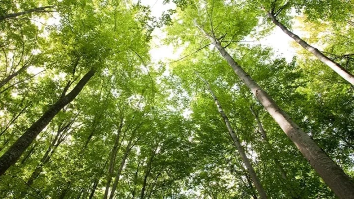 Des scientifiques découvrent deux espèces d'arbres prometteuses pour une énergie propre 2 Des scientifiques decouvrent deux especes darbres prometteuses pour une energie.webp