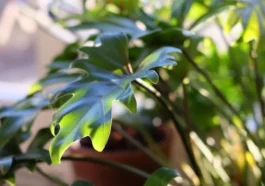 Dormir avec des plantes dans la chambre est-il nuisible pour la santé ? La science révèle la vérité 76 Dormir com plantas no quarto é prejudicial para a saúde? A ciência desmistifica