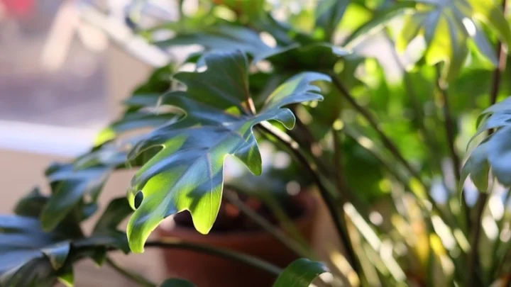 Bientôt, les plantes pourront "parler" et "écouter" les agriculteurs 4 Dormir avec des plantes dans la chambre est il nuisible pour.webp