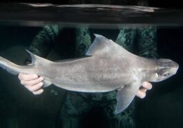 Le requin porcin leucistique. Credit: Andrej A. Gajić