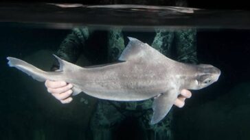Le requin porcin leucistique. Credit: Andrej A. Gajić