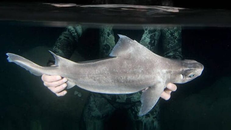 En Albanie, découverte du premier "poisson porcupine" blanc : un requin abyssal rare en danger d'extinction 1 Le requin porcin leucistique. Credit: Andrej A. Gajić