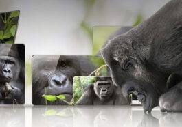 L'UE enquête sur Corning, créatrice du verre Gorilla Glass, pour possible abus de position dominante 83 L'UE enquête sur Corning, créateur du verre Gorilla Glass, pour possible abus de position dominante