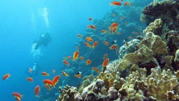 Le corail le plus grand du monde se trouve dans l'Océan Pacifique sud-ouest et est composé d'une colonie de presque un milliard de polypes de corail génétiquement identiques, appartenant à l'espèce Pavona clavus / Photo Credit: iStock