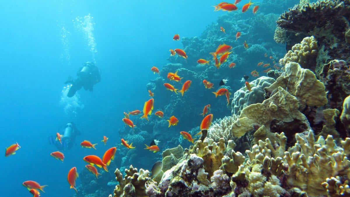 Le plus grand corail du monde était "caché en pleine vue" : découvrez où il se trouve 2 Le corail le plus grand du monde se trouve dans l'Océan Pacifique sud-ouest et est composé d'une colonie de presque un milliard de polypes de corail génétiquement identiques, appartenant à l'espèce Pavona clavus