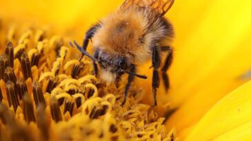 Le projet de Meta pour un data center alimenté par énergie nucléaire contrarié par des abeilles 22 Le Projet De Meta Pour Un Data Center Alimente Par.jpg