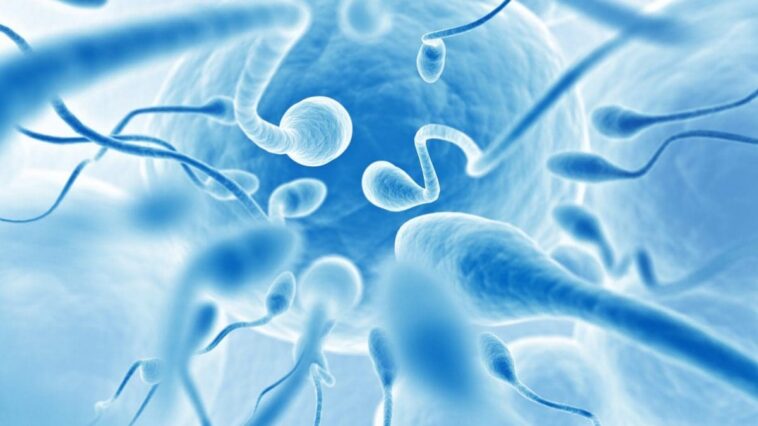 Comment les PFAS détruisent la fertilité : le mécanisme révélé par une étude italienne 1 Image