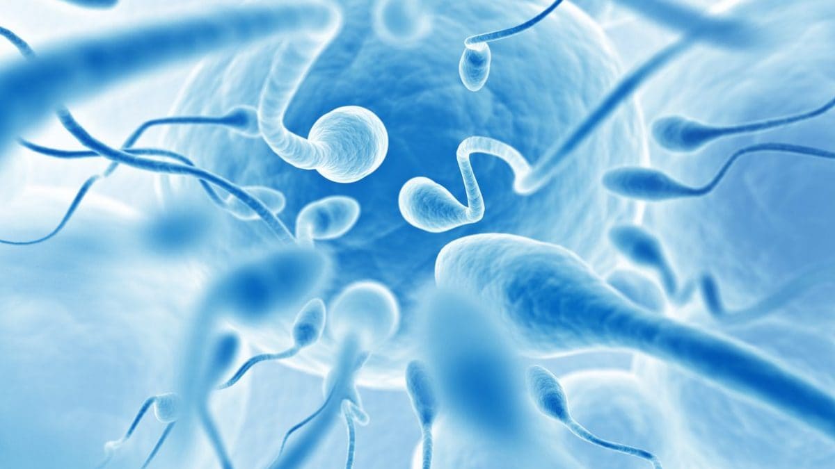 Comment les PFAS détruisent la fertilité : le mécanisme révélé par une étude italienne 2 Image