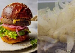 PRONOFA | À droite une photo des hamburgers de Pronofa, à gauche l'espèce Ciona intestinalis