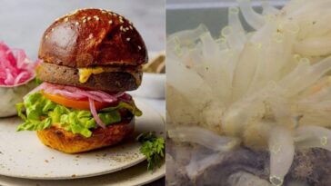 Nous savons enfin quel goût ont les hamburgers de plancton : le test d'une entreprise norvégienne 19 PRONOFA | À droite une photo des hamburgers de Pronofa, à gauche l'espèce Ciona intestinalis