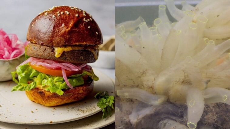 Nous savons enfin quel goût ont les hamburgers de plancton : le test d'une entreprise norvégienne 1 PRONOFA | À droite une photo des hamburgers de Pronofa, à gauche l'espèce Ciona intestinalis