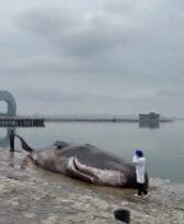Pourquoi à Bakou un cachalot échoué sur la plage représente un spectacle sinistre en marge de la COP29 14 Video thumbnail