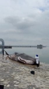 Pourquoi à Bakou un cachalot échoué sur la plage représente un spectacle sinistre en marge de la COP29 1 Video thumbnail