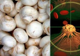 Pourquoi les champignons bloquent le cancer de la prostate : découvrez pour la première fois leur action anti-cancer 97 I funghi champignon (o prataioli bianchi, Agaricus bisporus) contengono composti bioattivi in grado di ritardare e prevenire la progressione del cancro alla prostata / Photo Credit: Wikipedi/iStock