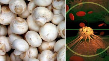 I funghi champignon (o prataioli bianchi, Agaricus bisporus) contengono composti bioattivi in grado di ritardare e prevenire la progressione del cancro alla prostata / Photo Credit: Wikipedi/iStock