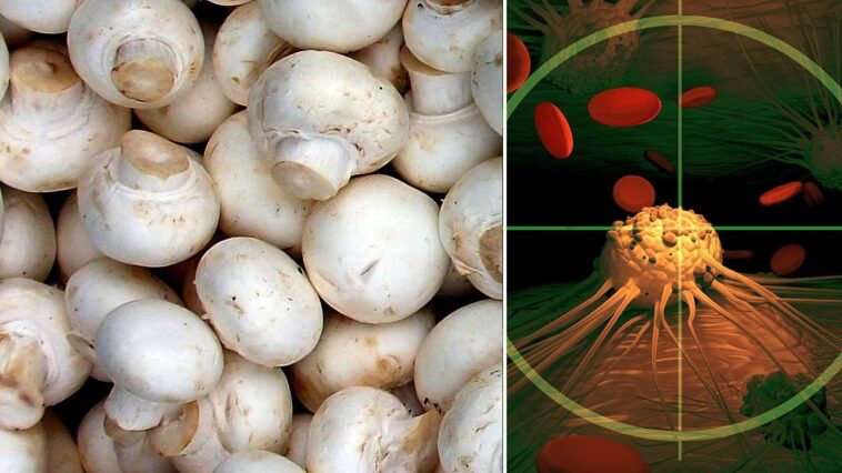 Pourquoi les champignons bloquent le cancer de la prostate : découvrez pour la première fois leur action anti-cancer 1 I funghi champignon (o prataioli bianchi, Agaricus bisporus) contengono composti bioattivi in grado di ritardare e prevenire la progressione del cancro alla prostata / Photo Credit: Wikipedi/iStock