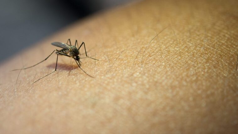 Premier cas de malaria en Vénétie depuis les années 70 : quels sont les symptômes et quelles moustiques la transmettent ? 1 Image