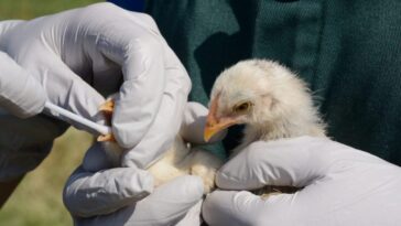 Premier cas de grippe aviaire au Canada : une adolescente hospitalisée, la source de contagion demeure inconnue 28 Immagine