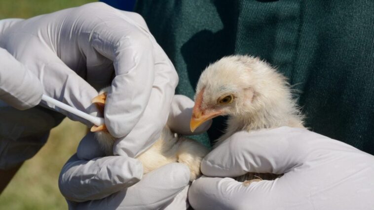 Premier cas de grippe aviaire au Canada : une adolescente hospitalisée, la source de contagion demeure inconnue 1 Immagine
