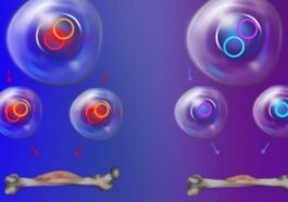 Qu'est-ce que l'ADN de Cendrillon récemment décodé : une découverte capitale dans la lutte contre le cancer 51 STANFORD MEDICINE | Una rappresentazione grafica dell'ecDNA
