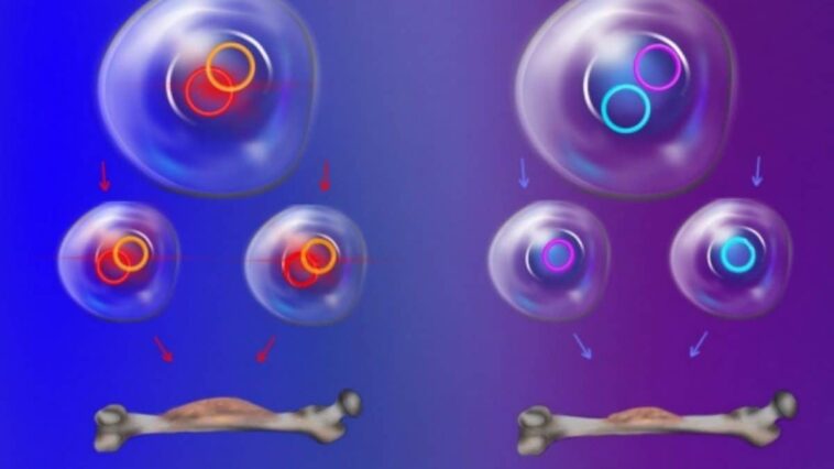 Qu'est-ce que l'ADN de Cendrillon récemment décodé : une découverte capitale dans la lutte contre le cancer 1 STANFORD MEDICINE | Una rappresentazione grafica dell'ecDNA