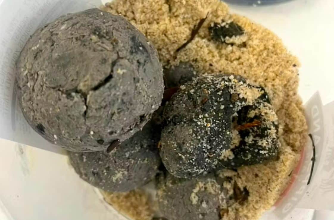 Résolu le mystère des boules noires à Sydney : ce n'est pas du goudron, mais quelque chose de bien plus répugnant 3 Crédit : The Conversation