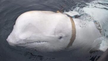 Un documentaire éclaire le mystère d'Hvaldimir, la "baleine espionne" russe : quelles étaient ses missions secrètes ? 30 Le beluga Hvaldimir avec son célèbre harnais