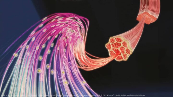 Un muscle créé en laboratoire fait croître des tissus humains réels pour remplacer les tests sur les rats 2 Un muscle cree en laboratoire fait croitre des tissus humains