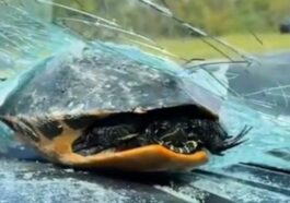 Une tortue "volante" frappe le pare-brise d'une voiture et menace le conducteur : comment est-ce possible ? 13 La tortue qui a frappé le véhicule en Floride. Elle serait bien. Crédit : capture d'écran / Reddit