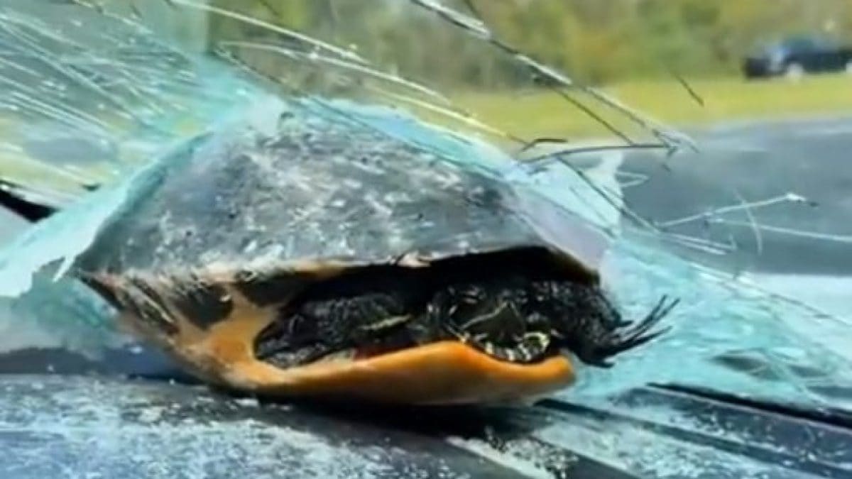 Une tortue "volante" frappe le pare-brise d'une voiture et menace le conducteur : comment est-ce possible ? 2 La tortue qui a frappé le véhicule en Floride. Elle serait bien. Crédit : capture d'écran / Reddit