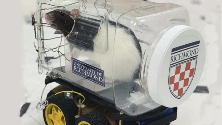 Un scientifique a créé une voiture pour apprendre aux rats à conduire. Maintenant, ils n'en veulent plus d'autre ! 3 1733439466 56 Un scientifique a cree une voiture pour apprendre aux rats.webp